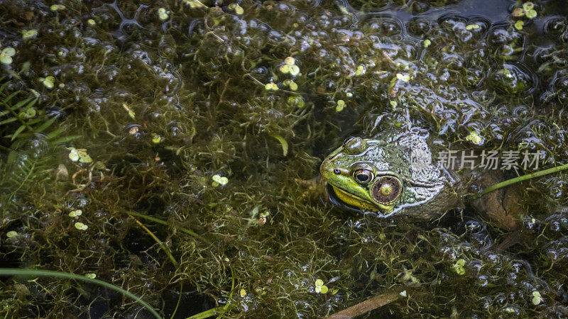 绿蛙(Lithobates clamitans)，绿蛙(Grenouille Verte amacriaine)。